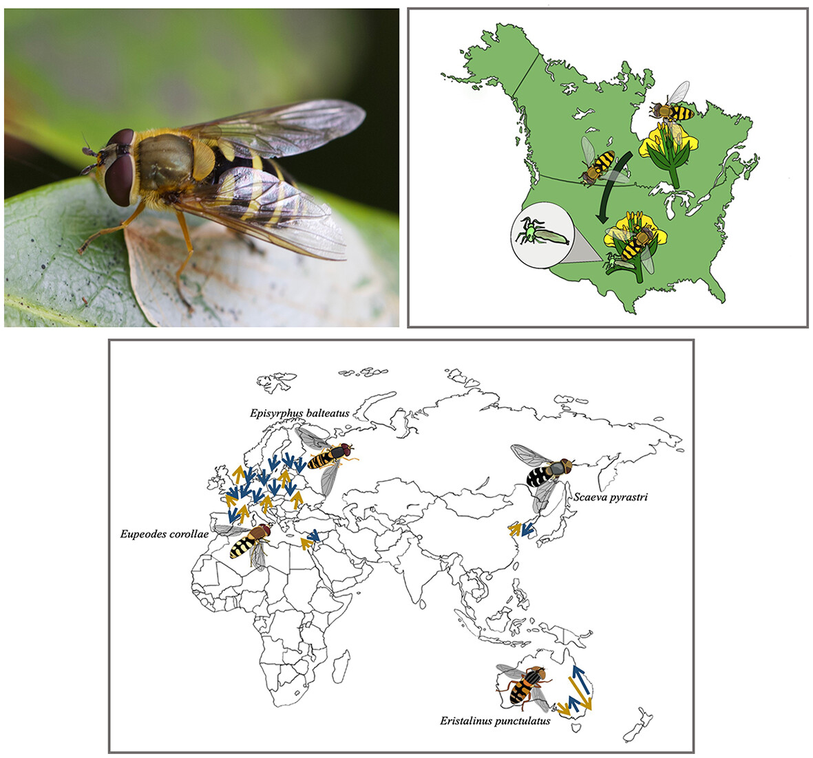 Ecol_Ent's tweet image. Learn all about long-distance hover fly migration in our #EarlyView #InvitedReview: A comprehensive review of long-distance hover fly migration (Diptera: Syrphidae)
#OpenAccess🪰
doi.org/10.1111/een.13…
@RoyEntSoc @WileyEcolEvol