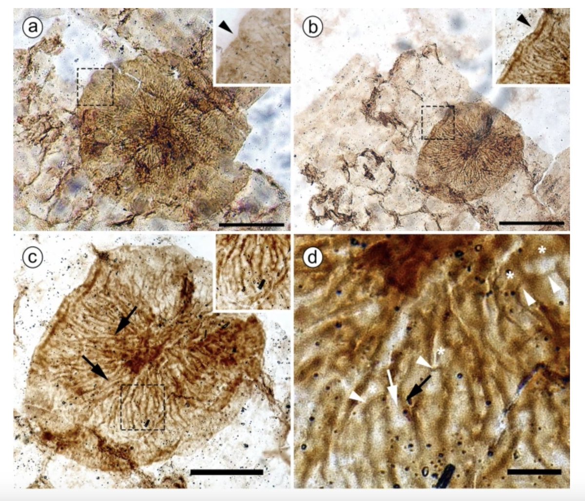 C.Strullu-Derrien tweet media