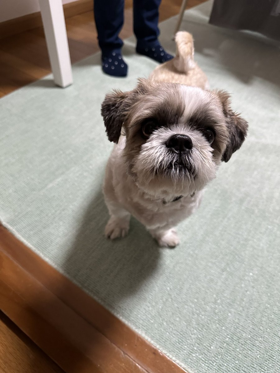 y19960520s's tweet photo. ぴま
実家の犬遊び来たかわゆい
でもお泊まりする？って言ったら
さっさと帰ったちくしょー。 https://t.co/RokRE3RnUx