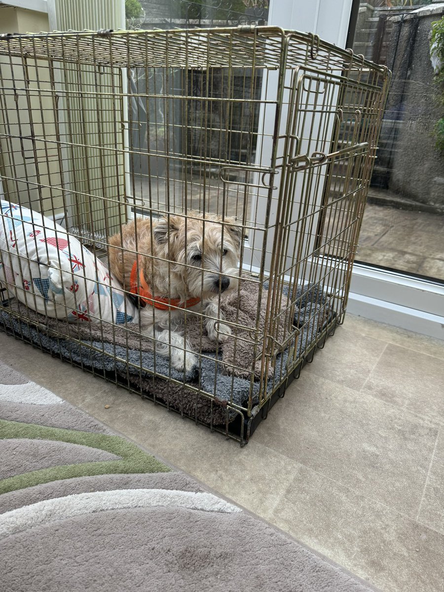 Well # OJ pals just when carers thought I was eventually on the right recovery track I has gone off the rails a bit ..again..so back at vets cos I was limping and my op leg was hot so I’m back on 💊 for infection ..😕 Good news my wound is healed tho!!