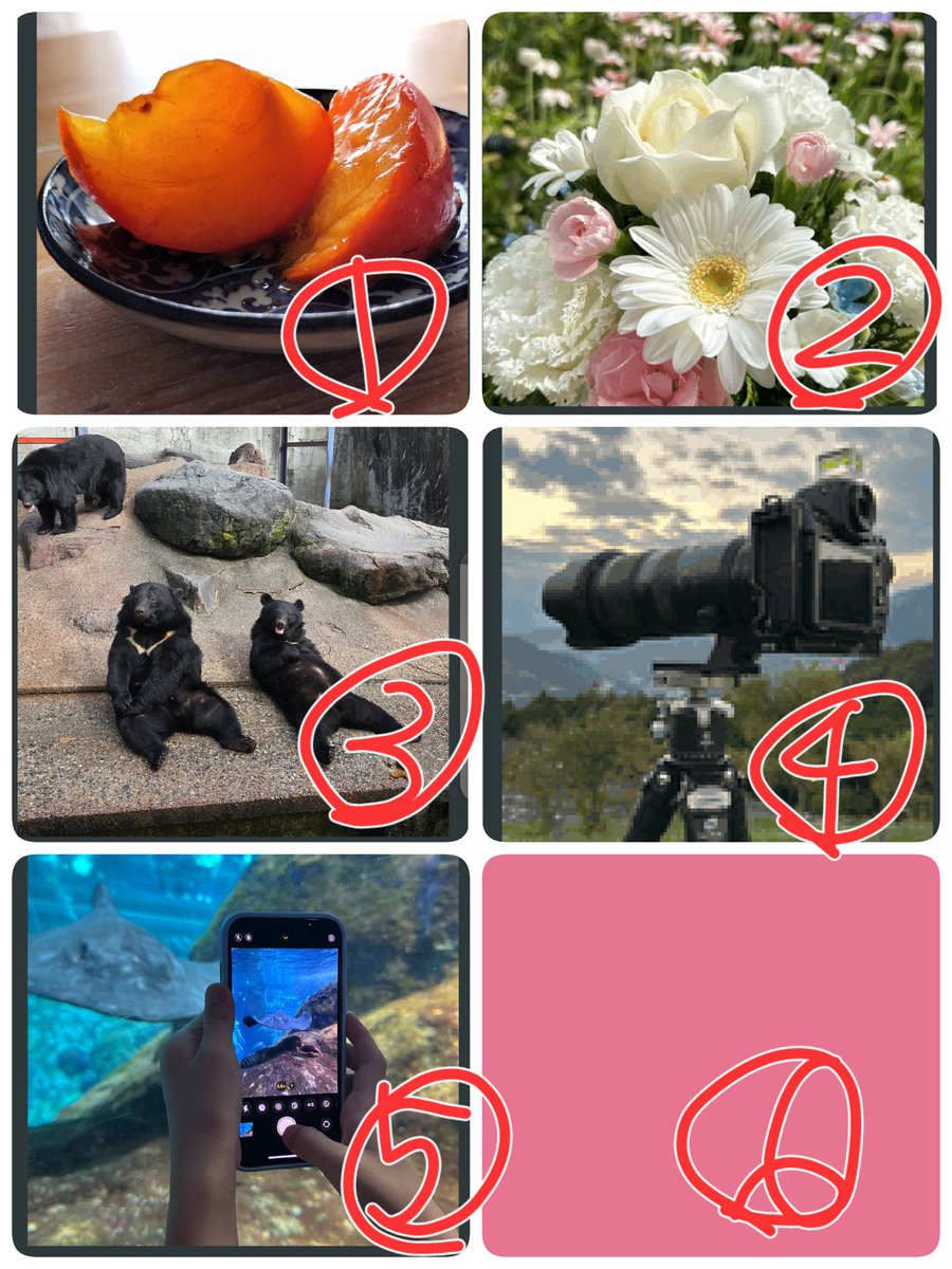 shark30m's tweet photo. 7th #SNAPtoto 20241106
Prize pool: 100 SNPT
This game is to guess the winners and losers of the photos in the casual battle.
Guess the winners and losers of the photos (1)-(6).
(6) is the photo you are challenging.
The winner is the one who guesses all the results from (1) to (6).
Entry deadline is 11.06 6:00 UTC.
Please reply to this post with your predictions for all photos and your challenge.
Template (please answer with win =️⭕️, lose = ❌)
1,Food
2,Flower
3,animal
4,nature
5,human
6, Guest
Submit photos (1) to (5) at 6:00 (UTC) to Casual Battle.
Guests may participate in the Casual Battle at any time after entry.
However, screenshots must be taken after the winner is determined.
If you guessed all the results, please report back with a photo of your entry and a photo after the battle.
Good luck!
#SNPIT