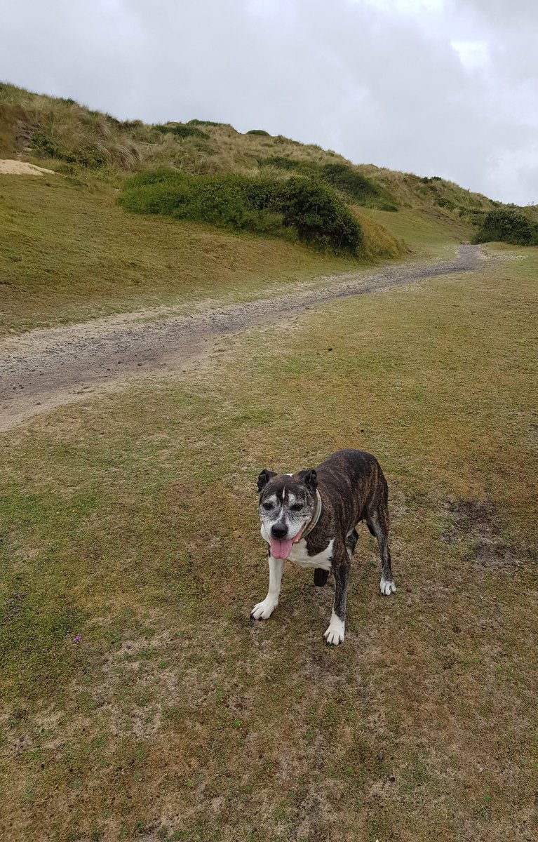 It is with much sadness we have to tell you our Furbro, Terry, has passed peacefully over the rainbow bridge, aged 16 1/2 years.💔🐾🐾🐾🌈