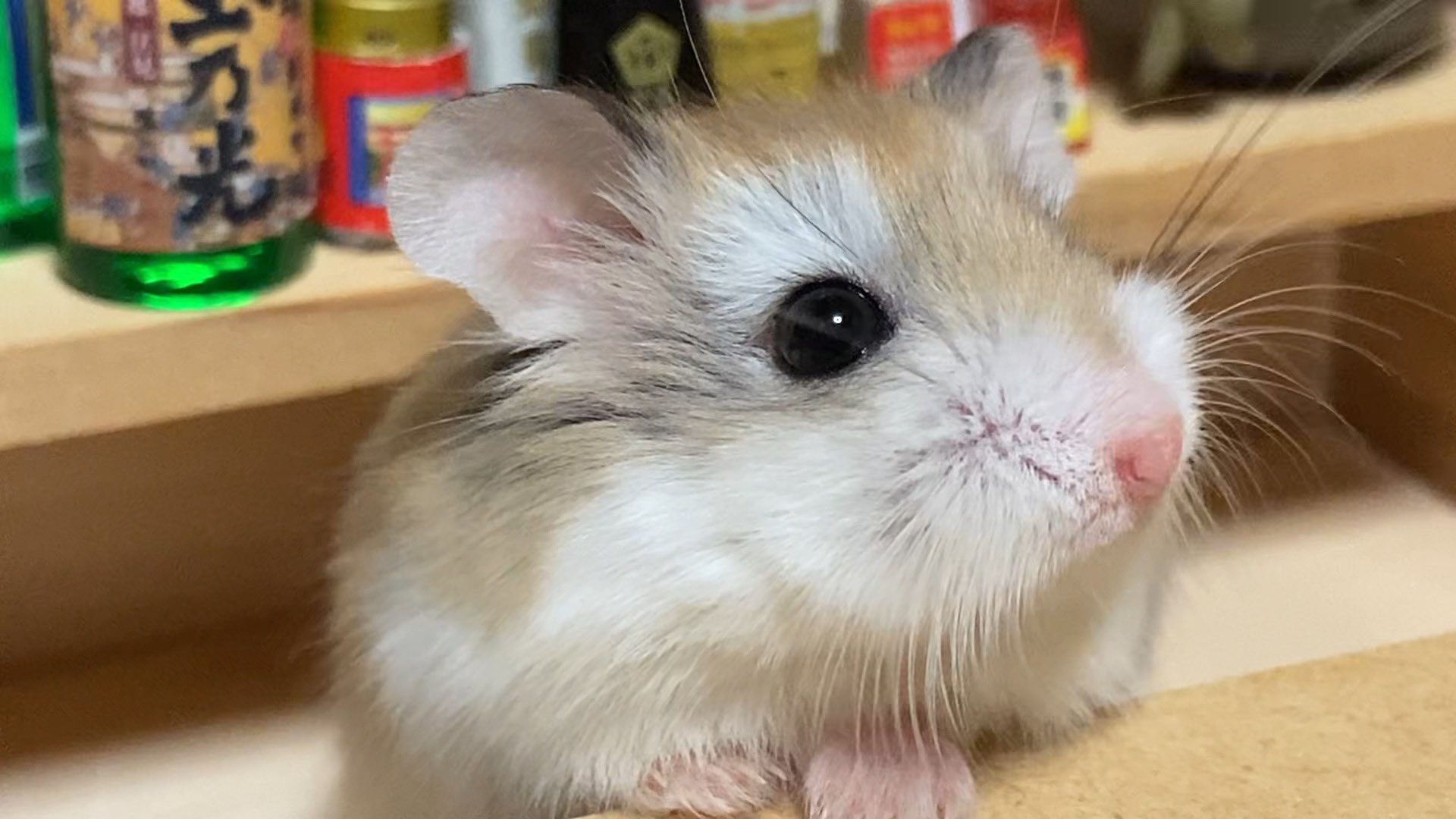 ハムちゃん ハムちゃん4種☆ | かねだい 所沢店のブログ