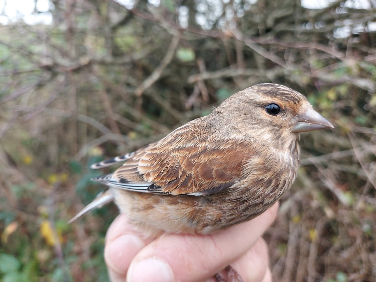 Great to get in on the bumper Yellow-browed Warbler autumn action &amp; a nice way to end the ringing season on the Causeway Coast. Possibly just the eighth bird in NI this autumn &amp; my fourth in the hand. Migration was otherwise slow but some finches kept things ticking over