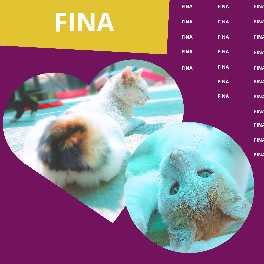 FINA (2020) fue rescatada de las calles cuando solo era una cachorrita. Fina es especial, con su colita enroscada ¡No te cansarás nunca de divertirte con ella porque es muy juguetona! 🐾💖 

adopciones@defensafelina.org
apadrina@defensafelina.org

teaming.net/asociaciondefe…