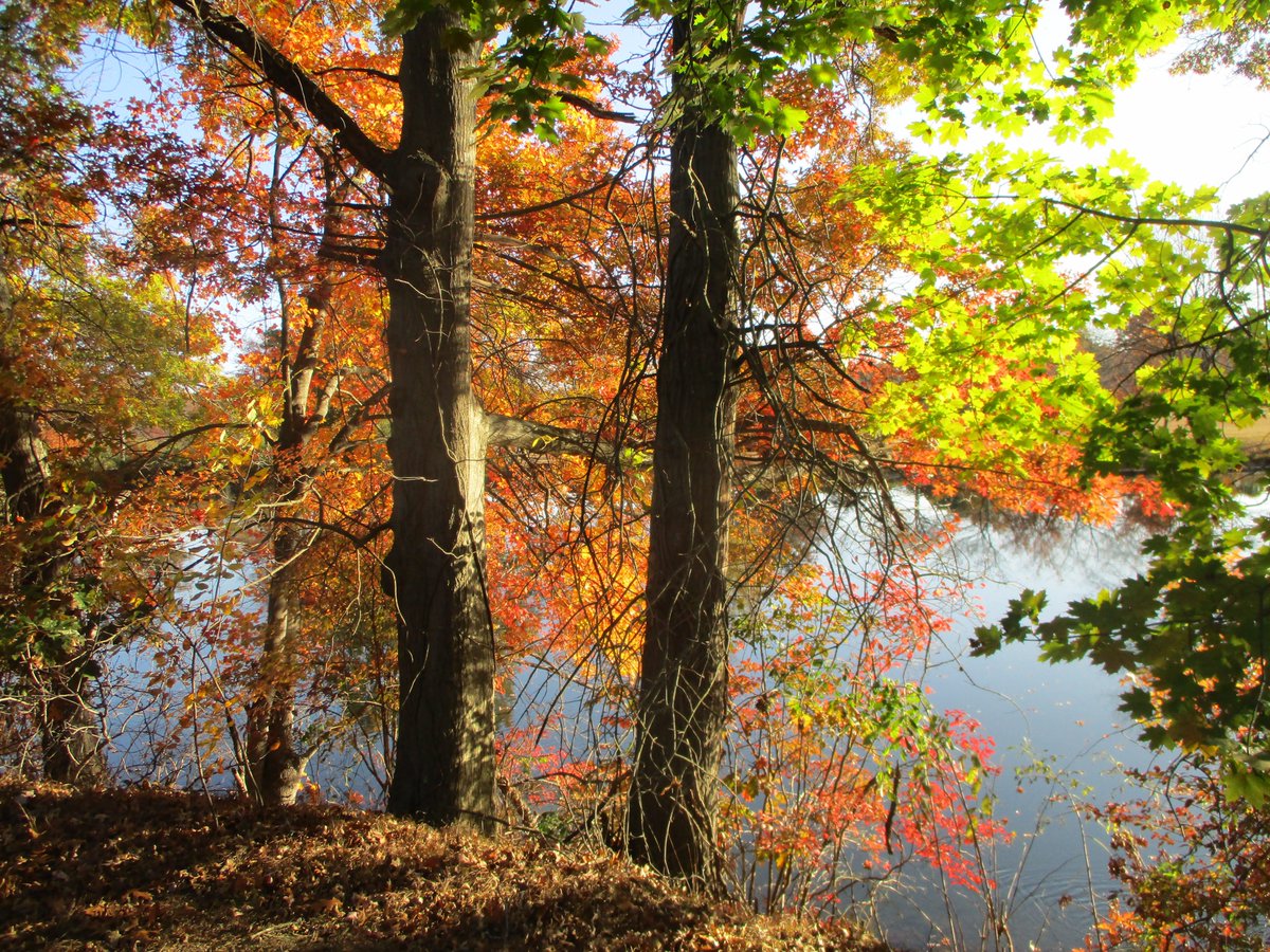 JessicaLauryn_'s tweet image. Beyond the Trees 🍂

#naturephotography #foliage #fall2024 #autumncolors #autumnphotography #AutumnVibes