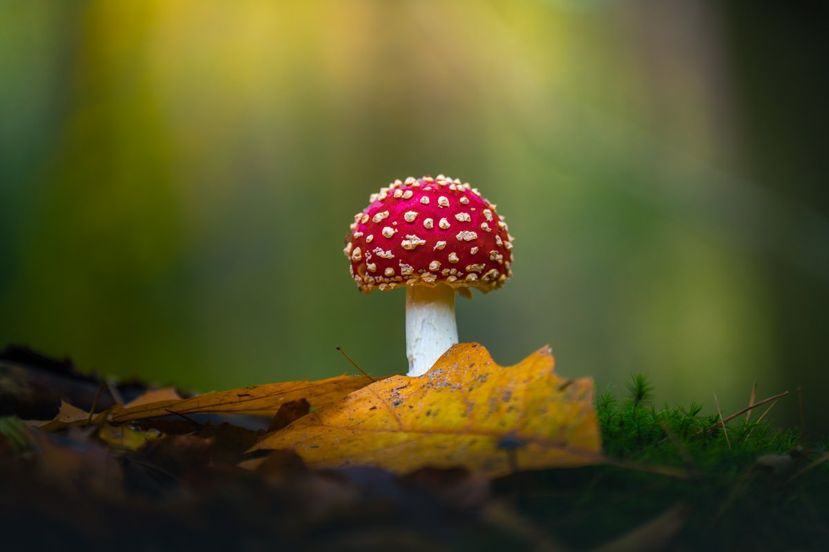 albertdrosphoto's tweet photo. On the hunt for the perfect mushroom https://t.co/UBEsYDJFTP