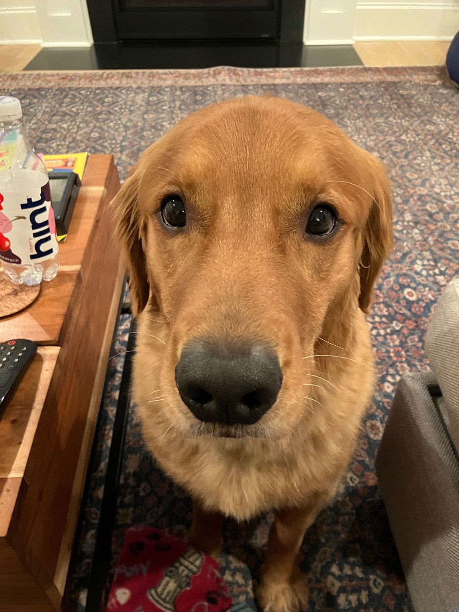 Prepping for a long day. I have my caffeine and my fur coat of dopamine. #democracy #TrustWomen