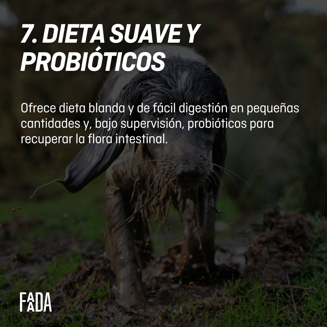 Recordamos que en el campo del Sporting Benimaclet están recogiendo perros y gatos encontrados y también suministros para ellos. Además, se encargan de organizar el traslado de animales de granja a refugios.

👉 Entra en <a href="/Spbfemenino/">Sporting Benimaclet CF Femenino</a> y <a href="/SPAB_Burjassot/">SPAB Burjassot</a> para +info!