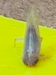 Mike Hunter (@mikethecropguy) on Twitter photo Corn Stunt: A New Corn Disease & New Insect Vector for New York State. Just confirmed in October 2024, one location was in northern Jefferson County just south of the border with Canada.
bit.ly/4hCevWE
@NYSIPM <a href="/CornellCALS/">Cornell CALS</a> <a href="/PovedaLab/">PovedaLab</a> @TraceyBaute <a href="/AlbertTenuta/">Albert Tenuta</a> Corn Stunt: A New Corn Disease & New Insect Vector for New York State. Just confirmed in October 2024, one location was in northern Jefferson County just south of the border with Canada.
bit.ly/4hCevWE
@NYSIPM <a href="/CornellCALS/">Cornell CALS</a> <a href="/PovedaLab/">PovedaLab</a> @TraceyBaute <a href="/AlbertTenuta/">Albert Tenuta</a>