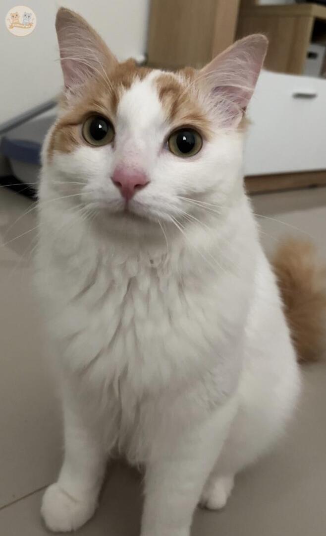 Kalian pernah buru2 ke vet karena apa? Dia: karena giginya goyang, karena baru pertama rawat kucing jd panik 🥲 🐈