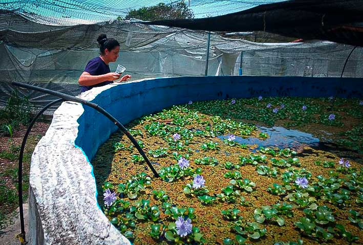 #5Nov 

“En cualquier rincón del mundo los campesinos hacemos ciencia”

En la Academia de Ciencias Agrícolas de Venezuela (<a href="/ACAVenezuela1/">@ACAVenezuela</a> ) se promueve la piscicultura mediante un esquema creativo y audaz.  

✍️José Roberto Duque <a href="/JRobertoDuque/">José Roberto Duque</a> 

📰 lainventadera.com/2024/06/16/en-…