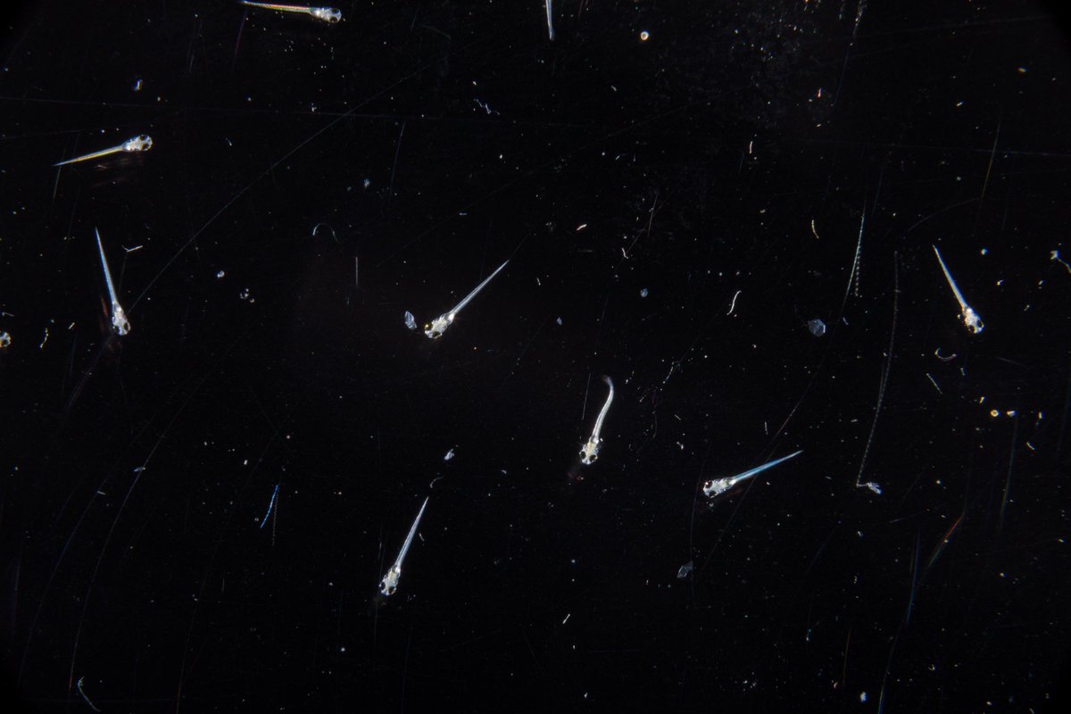 MPI for Biological Intelligence (@mpiforbi) on Twitter photo 🎉Congrats to <a href="/BaierLab/">Baier Lab MPI for Biological Intelligence 🇮🇱</a> and collaborators on securing a €10M ERC Synergy Grant! Together, they will explore how zebrafish internally represent their environment, potentially reshaping our understanding of intelligence. Find out more: bi.mpg.de/news/2024-11-b…
<a href="/FMIscience/">FMI science</a> 🎉Congrats to <a href="/BaierLab/">Baier Lab MPI for Biological Intelligence 🇮🇱</a> and collaborators on securing a €10M ERC Synergy Grant! Together, they will explore how zebrafish internally represent their environment, potentially reshaping our understanding of intelligence. Find out more: bi.mpg.de/news/2024-11-b…
<a href="/FMIscience/">FMI science</a>