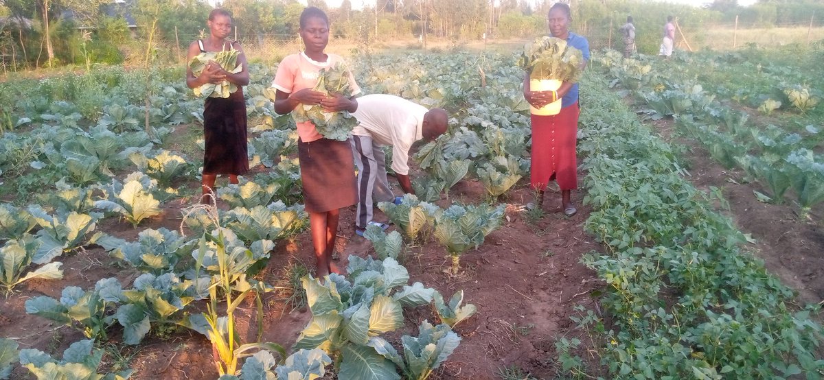 GraciousMission's tweet photo. Our Climate Smart Demo farm continues to impact lives of women who bear the greatest brunt of climate change and are burdened with unpaid care works. We offer skills on locally adaptable technologies and support community's nutrition program.
#ClimateReality https://t.co/mkMIe5I7ut