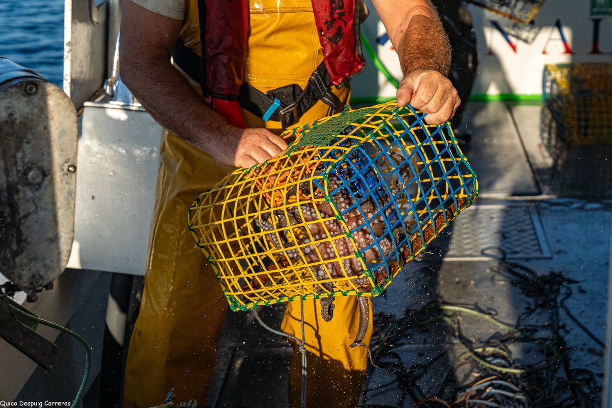 IEO Baleares 🐟🪸🐙🦐🐬 tweet media