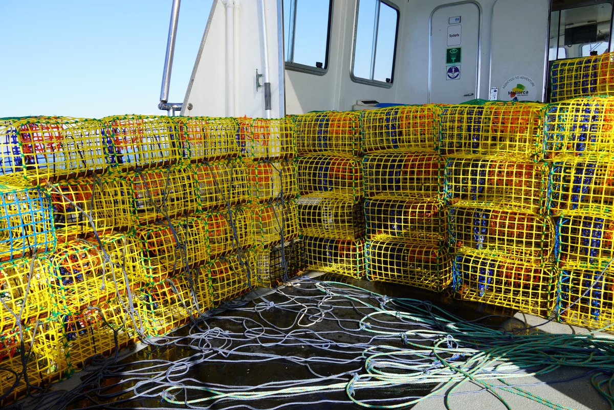 Personal de <a href="/ECOBRED_COB/">ECOBRED</a> presenta #PESCAPOP sobre la biología y pesca del pulpo en Baleares que arroja luz sobre aspectos clave de la especie y su explotación pesquera.

Proporciona valiosa información para la gestión sostenible de este recurso 🐙 

ba.ieo.es/es/rokstories/…