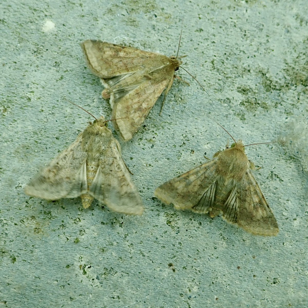 SueTreeHouse's tweet photo. VC10. Golden Twin-spot, 8 Radfords, 9 Scarce Bordered Straw, 10 Angle Shades, Turnip, Dark Sword-grass, Delicates, White-point, Large Wainscots, Palpita vitrealis. Also Blair’s Mocha, Oak Rustic, Blair’s Shoulder-knot, Feathered Ranunculus and 2 expectant f Black Redstarts. https://t.co/NZxQDot6ZU
