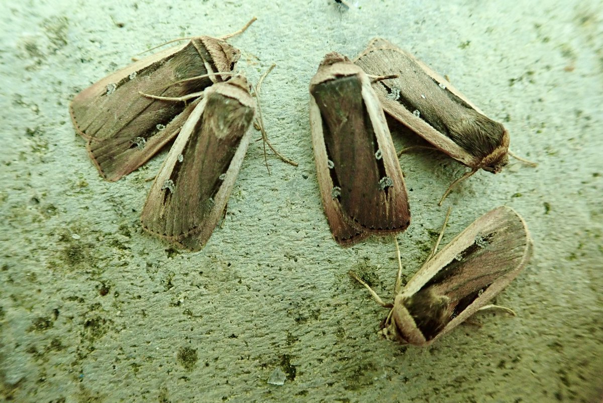 SueTreeHouse's tweet photo. VC10. Golden Twin-spot, 8 Radfords, 9 Scarce Bordered Straw, 10 Angle Shades, Turnip, Dark Sword-grass, Delicates, White-point, Large Wainscots, Palpita vitrealis. Also Blair’s Mocha, Oak Rustic, Blair’s Shoulder-knot, Feathered Ranunculus and 2 expectant f Black Redstarts. https://t.co/NZxQDot6ZU