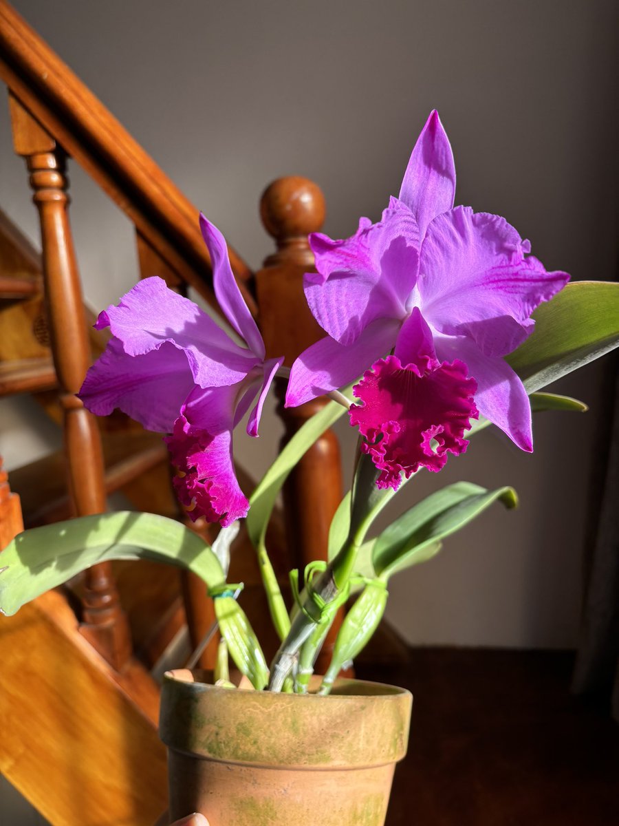 XikaiYan's tweet photo. C. labiata fma. rubra-flamea ‘Crimson Blaze’ SM/JOGA (Div.) https://t.co/bEwherWFVU