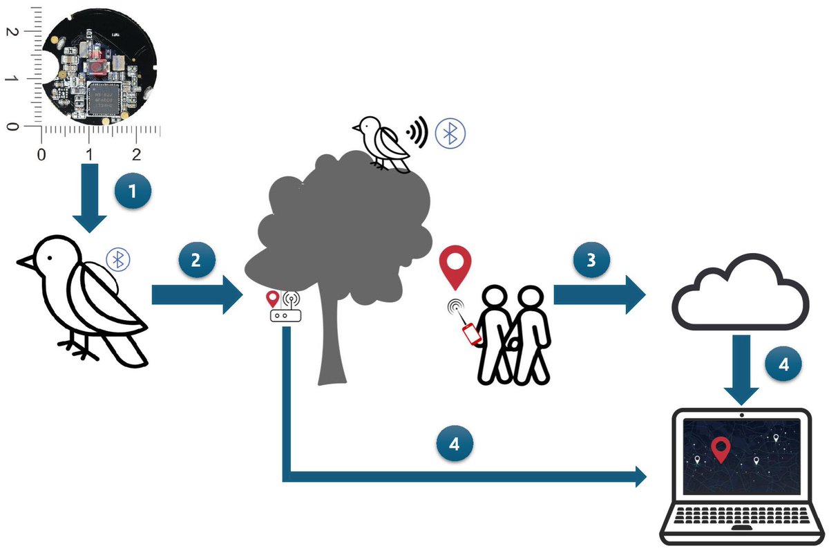 📖Published📖 

Our new Article introduces animal tracking using Bluetooth low-energy (BLE) beacons. BLE beacons are a low cost, low-energy solution for studying organisms (e.g. birds, mammals and reptiles) living and moving in urban landscapes 🐾 

buff.ly/4facxL6