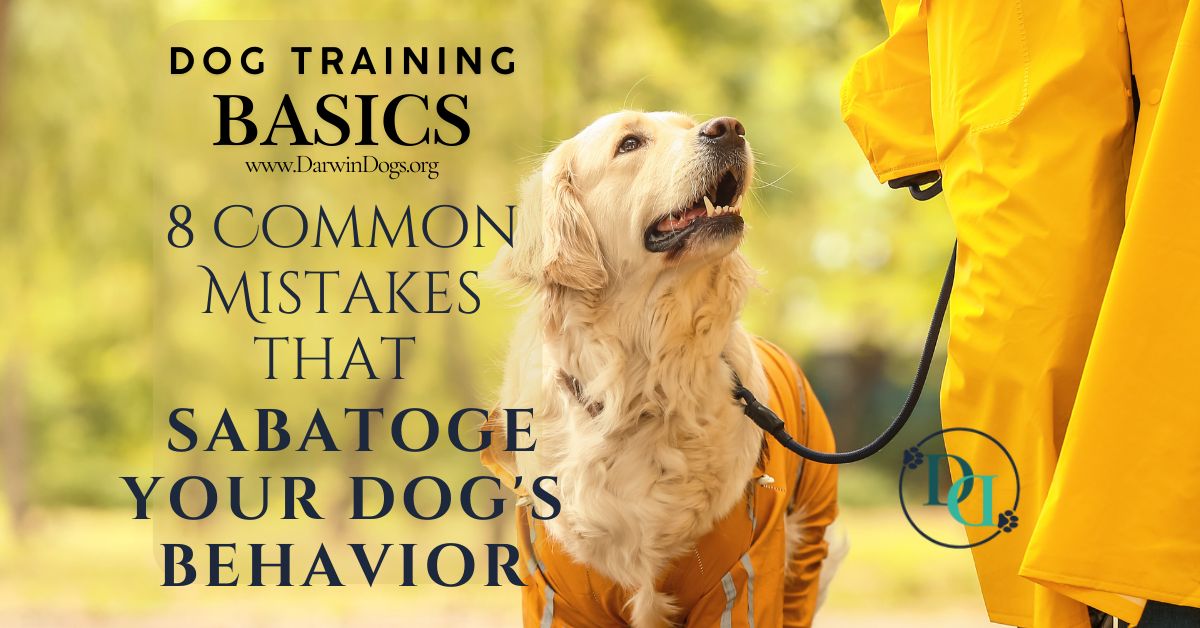 DarwinDogs's tweet photo. Does it feel like you constantly fall into the same dog training pitfalls, no matter how hard you try? Here's some mistakes you may be making, and how to fix them.

https://t.co/Ocrz4ij4Nh

#DogTraining #DogLife https://t.co/4dvTeA0K1l