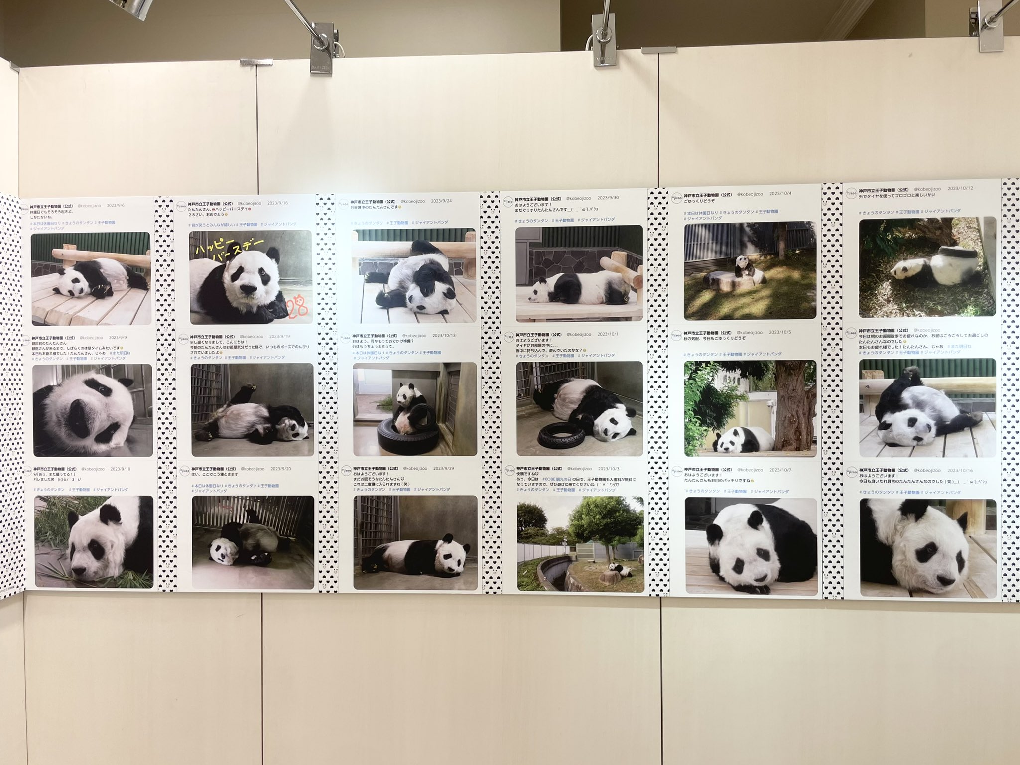 松坂屋 ハッピーパンダフルディズ 5枚セット ハッピーパンダフルデイズ