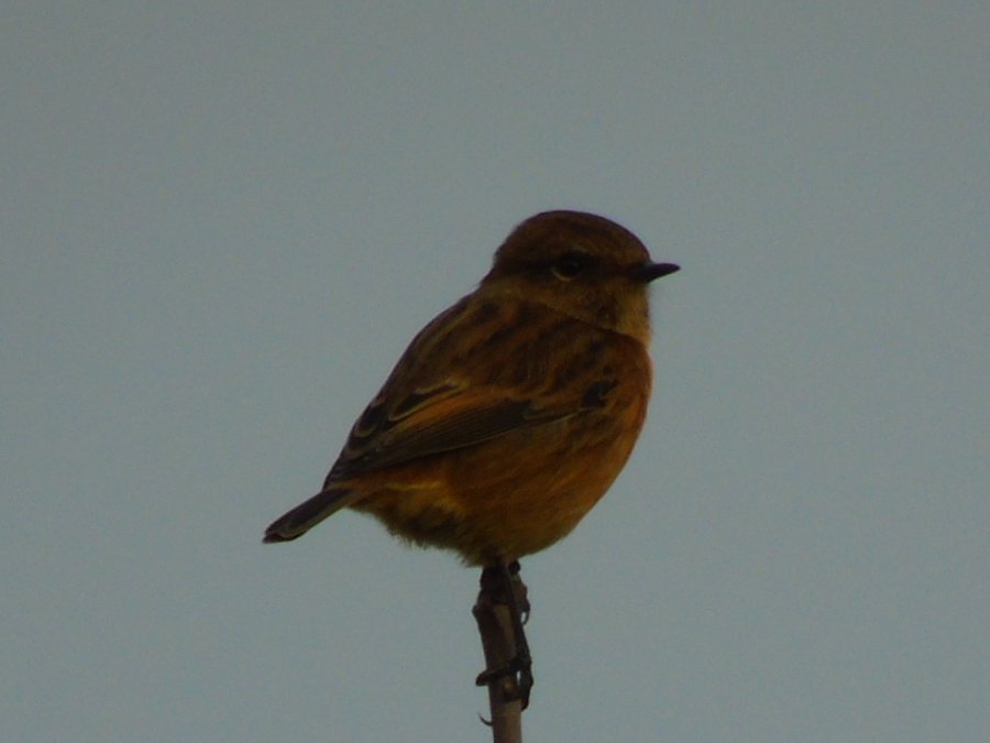 OareMarshes's tweet image. Saw this at Dan's dock yesterday #MyPatch. Ok, its prob a fem Stonechat....but is it? Maybe one of my more learned X people can confirm. @ajfossey