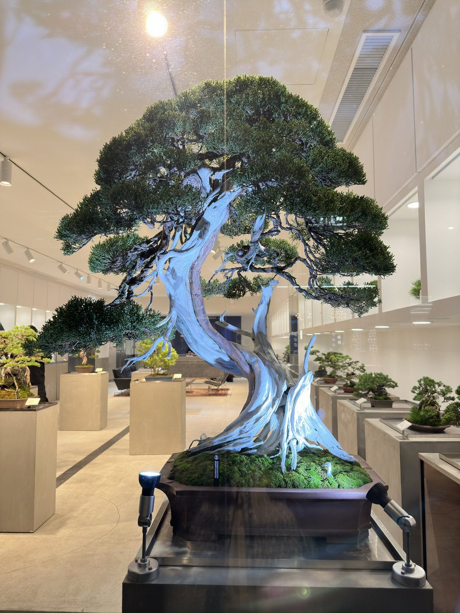 yuumi_nae's tweet photo. 【TRADMAN'S TOKYO -MARUNOUCHI BONSAI STORE-】
以前からずっと気になっていたので、ついに行ってきました☻︎
盆栽が映える白を基調としたスタイリッシュ空間に、カッコよく盆栽が展示販売されてます✨
木を休ませるために、展示商品は１週間ごとに入れ替えているそうです。 https://t.co/sqJVbIK4Ea