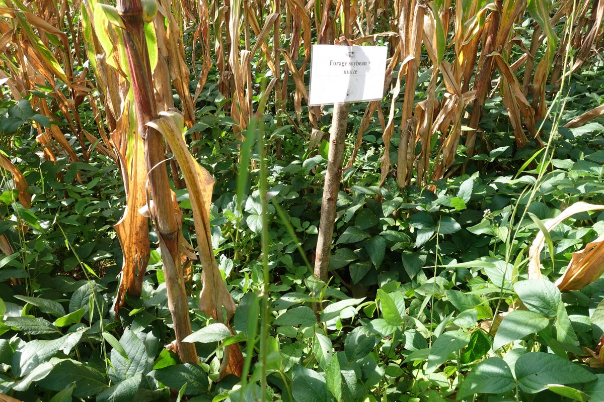 Anthony M. Whitbread (@awhitbr) on Twitter photo Similar to results reported in Hawassa, Ethiopia, cgiar.org/news-events/ne… the team of #MixedFarmingSystems <a href="/ILRI/">ILRI.org</a> <a href="/CIMMYT/">CIMMYT</a> <a href="/CGIAR/">CGIAR</a> <a href="/JimmaUniv/">Jimma University</a> Jimma Zone Agricultural Office, Jimma Agr. Research Centre, recently visited the field - resilience, systems intensification, intercropping. Similar to results reported in Hawassa, Ethiopia, cgiar.org/news-events/ne… the team of #MixedFarmingSystems <a href="/ILRI/">ILRI.org</a> <a href="/CIMMYT/">CIMMYT</a> <a href="/CGIAR/">CGIAR</a> <a href="/JimmaUniv/">Jimma University</a> Jimma Zone Agricultural Office, Jimma Agr. Research Centre, recently visited the field - resilience, systems intensification, intercropping.