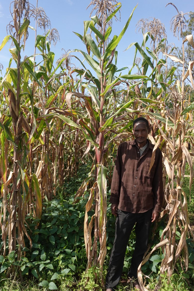 awhitbr's tweet photo. Similar to results reported in Hawassa, Ethiopia, https://t.co/HwGhrLFgrk the team of #MixedFarmingSystems @ILRI @CIMMYT @CGIAR @JimmaUniv Jimma Zone Agricultural Office, Jimma Agr. Research Centre, recently visited the field - resilience, systems intensification, intercropping. https://t.co/TSFyg8dP0P