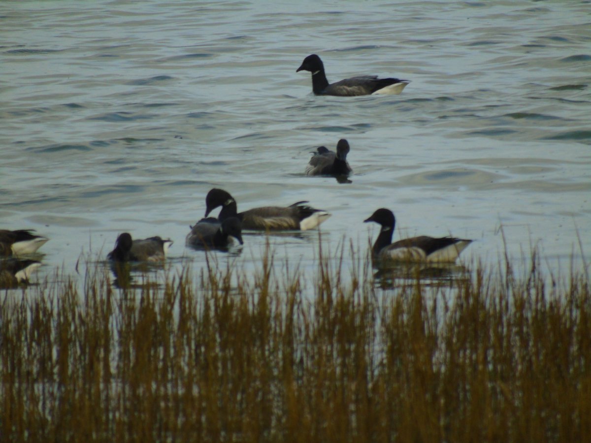 FerryBirder tweet media