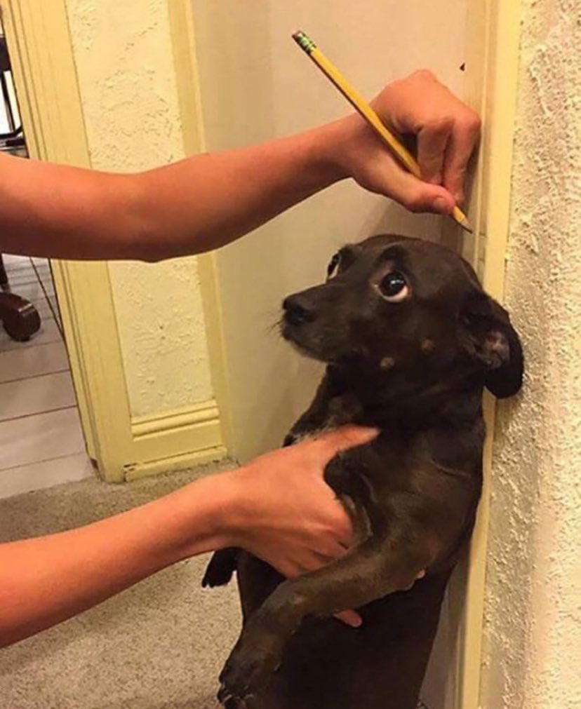 twaniimals's tweet photo. ㅤ https://t.co/zwO5k3wZKl
