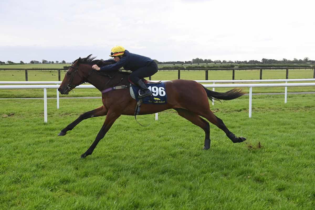Tattersalls Ireland (@tattersalls_ie) on Twitter photo ๐ Magellan Cloud, a โฌ95,000 purchase at the 2024 Tattersalls Ireland Breeze-Up Sale takes the first <a href="/Redcarracing/">Redcar Racecourse</a> for <a href="/johnquinnracing/">Sean Quinn</a>.
Sold by Clenagh Castle Stud to <a href="/PythiaSports/">Pythia Sports</a>, <a href="/OpThoroughbreds/">OpulenceThoroughbreds</a> & <a href="/JSBLOODSTOCK/">Billy Jackson Stops</a>. ๐ Magellan Cloud, a โฌ95,000 purchase at the 2024 Tattersalls Ireland Breeze-Up Sale takes the first <a href="/Redcarracing/">Redcar Racecourse</a> for <a href="/johnquinnracing/">Sean Quinn</a>.
Sold by Clenagh Castle Stud to <a href="/PythiaSports/">Pythia Sports</a>, <a href="/OpThoroughbreds/">OpulenceThoroughbreds</a> & <a href="/JSBLOODSTOCK/">Billy Jackson Stops</a>.