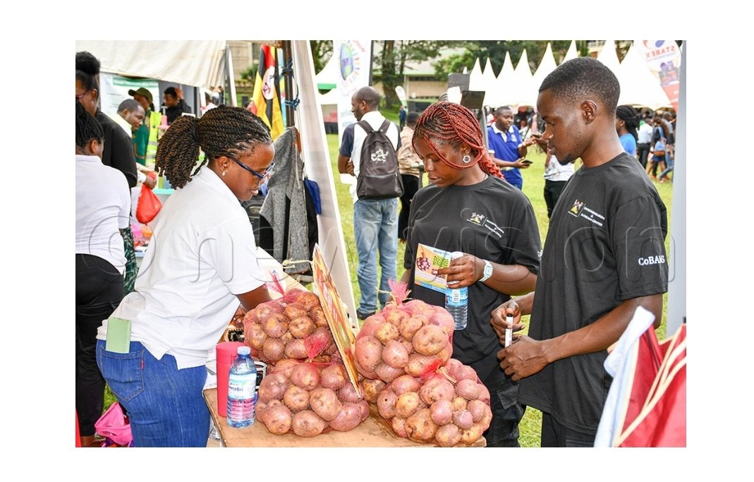 relivefL's tweet photo. The potato farming sector in Uganda needs innovative solutions to improve yields that consistent throughout the year to minimise the level of importation that has continued to weaken our currency and made the cost of business unbearable. https://t.co/5zCoibBBcR