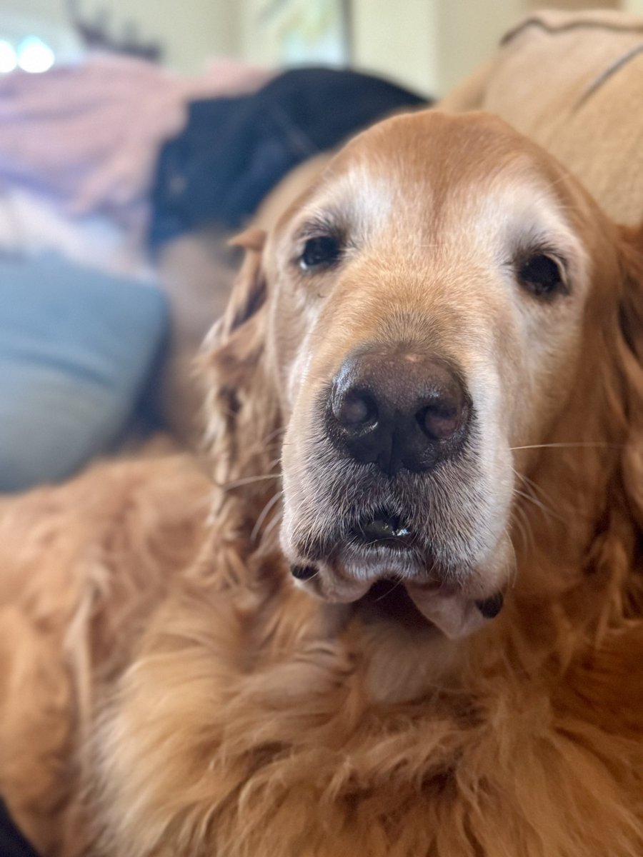 Jax (Jackson) Comparato -RIP buddy. A great golden retriever taken too soon. F**k you cancer.  #SnoutLove