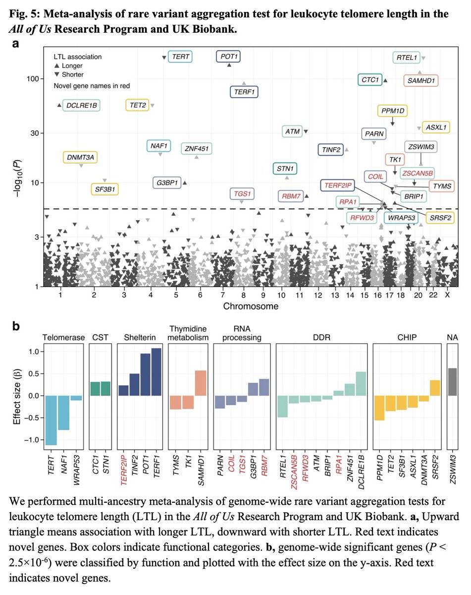 Pradeep Natarajan (@pnatarajanmd) on Twitter photo Very excited to share our preprint led by <a href="/NakaoTetsushi/">Tetsushi Nakao, MD PhD</a> <a href="/skoyamamd/">Satoshi Koyama</a> examining the determinants & clinical outcomes of leukocyte telomere length in the U.S. with stark geographic differences! medrxiv.org/content/10.110… <a href="/medrxivpreprint/">medRxiv</a>
Hear more about this from <a href="/NakaoTetsushi/">Tetsushi Nakao, MD PhD</a> at Very excited to share our preprint led by <a href="/NakaoTetsushi/">Tetsushi Nakao, MD PhD</a> <a href="/skoyamamd/">Satoshi Koyama</a> examining the determinants & clinical outcomes of leukocyte telomere length in the U.S. with stark geographic differences! medrxiv.org/content/10.110… <a href="/medrxivpreprint/">medRxiv</a>
Hear more about this from <a href="/NakaoTetsushi/">Tetsushi Nakao, MD PhD</a> at
