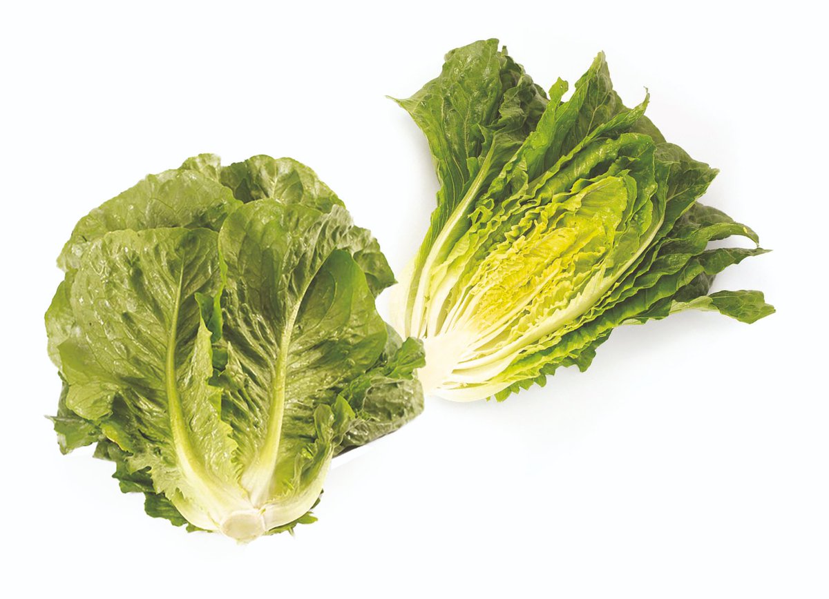 Baltius RZ Knox™
Μαρούλι με όμορφο contrast σκούρου γυαλιστερού φυλλώματος και ξανθιάς καρδιάς
Μεγάλο μέγεθος και βάρος
Χαρακτηριστικό Knox
Κατάλληλο για χρήση ως τεμάχιο αλλά και σε κομμένη σαλάτα
Ιδανικό για καλλιέργεια φθινόπωρο, χειμώνα, άνοιξη
Πλήρης αντοχή σε Bremia