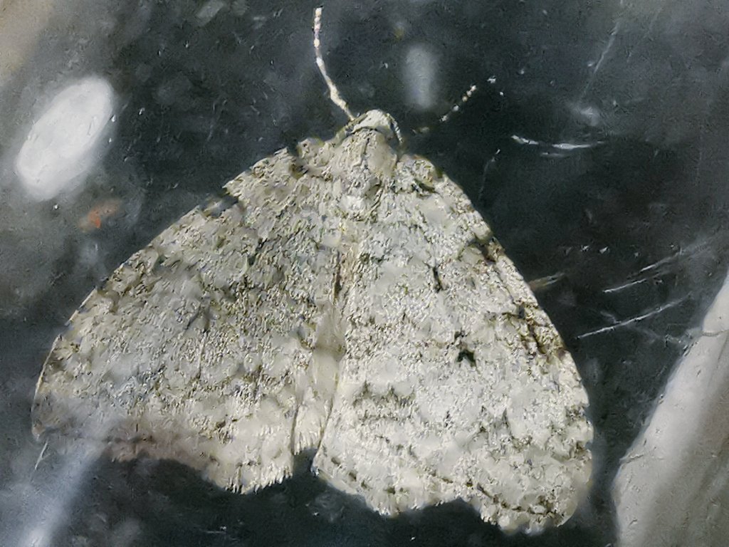 More from Cley Moth Obs ~ a super Sprawler, a November Moth (agg)., another of the Gem plus a candidate Autumnal Moth (if we can confirm the identification, it would be a 1st for the Cley square).