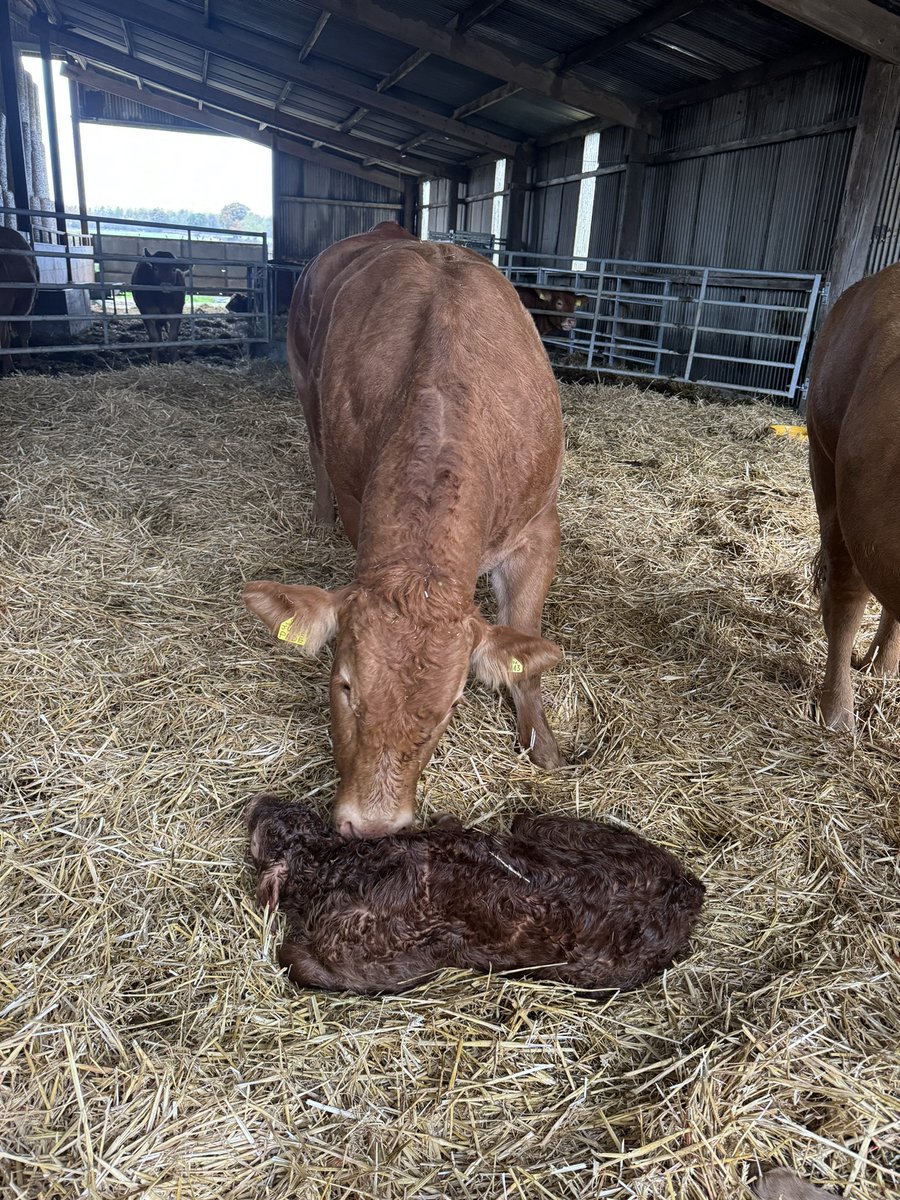 A lovely couple of arrivals over the weekend. Can’t beat going to the shed and finding new life 🤩 two cracking bull calves from two brilliant cows 🐮 5 calves born this Autumn and all DIY jobs. Just how we like it 👌🏼👌🏼 #daleheadlimousins