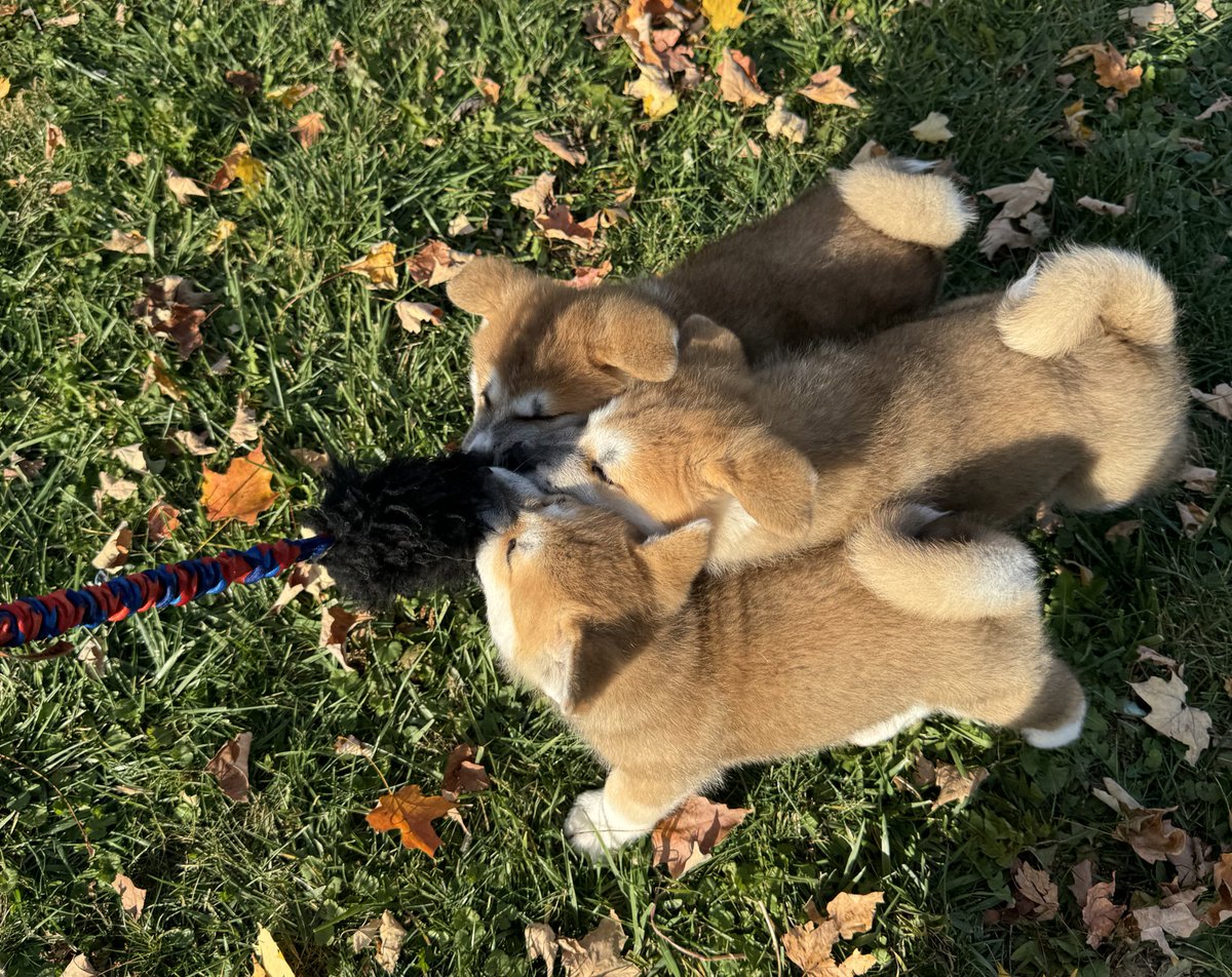 NaomiRomeroArt's tweet photo. Timeline cleanse. Here are some puppies! https://t.co/rePlDGTj7H