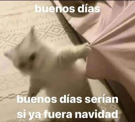 Gatitos Que Curan Tu Depresion (@gatitodepresion) on Twitter photo 