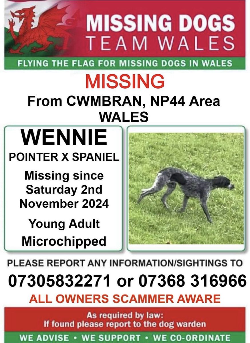 🔺PLEASE DO NOT CALL OR CHASE🔺
❗❗#WENNIE, #MISSING FROM #CWMBRAN, NP44 Area #WALES❗❗
❗SINCE SATURDAY 2nd NOVEMBER 2024.
 ❗PLEASE CALL NUMBER ON POSTER WITH ANY SIGHTINGS/INFORMATION❗