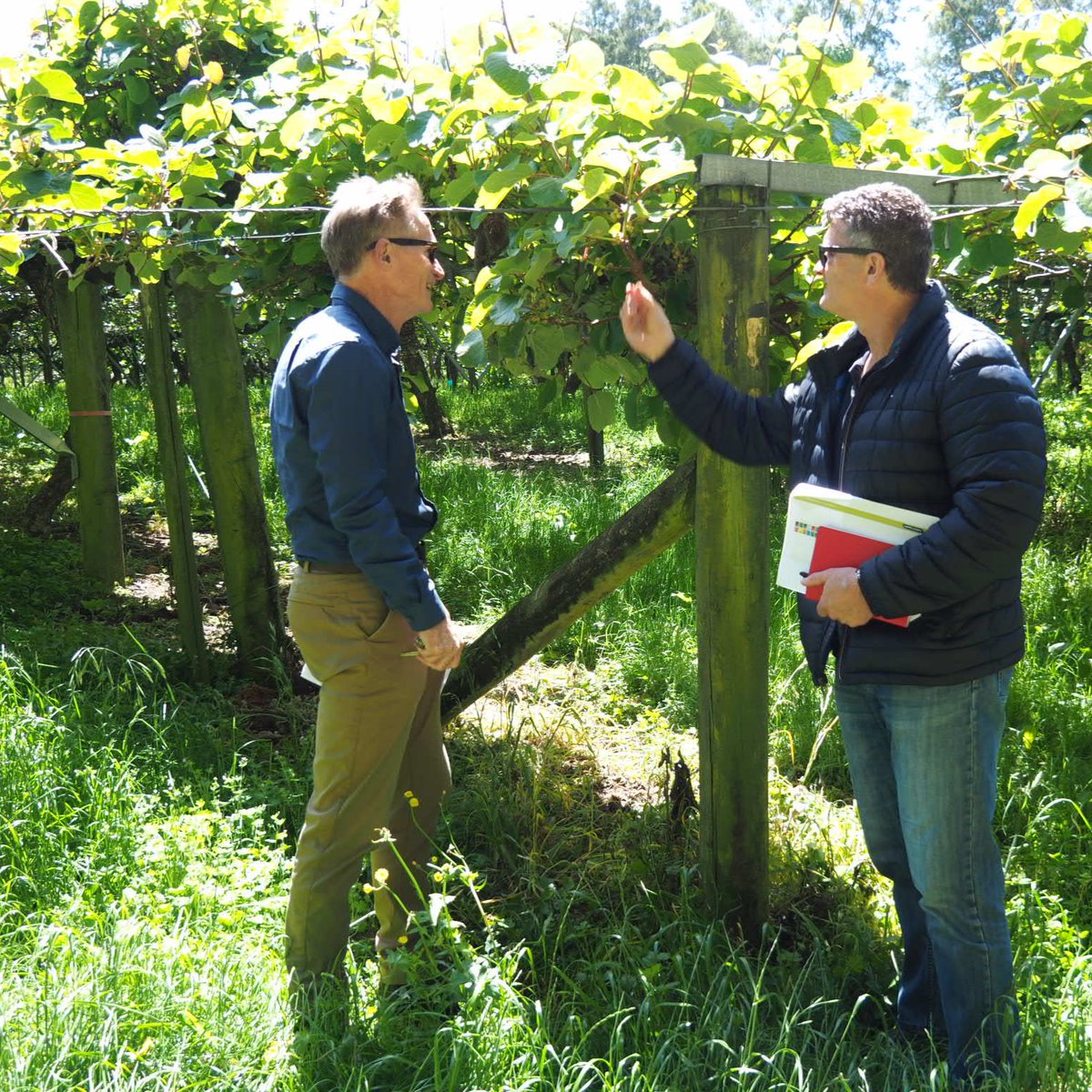 AgrionCropS's tweet photo. Malcolm Meads and Peter Quill inspecting Kiwi fruit trials in the BOP region of New Zealand this week. More assessments to come but trials with Waiken looking really promising as an alternative to Hydrogen Cyanamide. #kiwifruit #dormancy #budbreak #DKSH #Waiken https://t.co/Ea5KXblU8Y