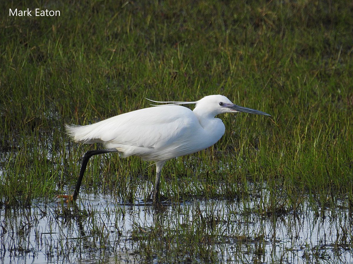 UK RBBP (@ukrbbp) on Twitter photo The RBBP love graphs, so here’s some from our new report, out in <a href="/britishbirds/">British Birds</a> now. First, for Little Egret, one of nine species which reached a new record total in 2022, with a 1,712% increase over 25 years. (1/4) The RBBP love graphs, so here’s some from our new report, out in <a href="/britishbirds/">British Birds</a> now. First, for Little Egret, one of nine species which reached a new record total in 2022, with a 1,712% increase over 25 years. (1/4)