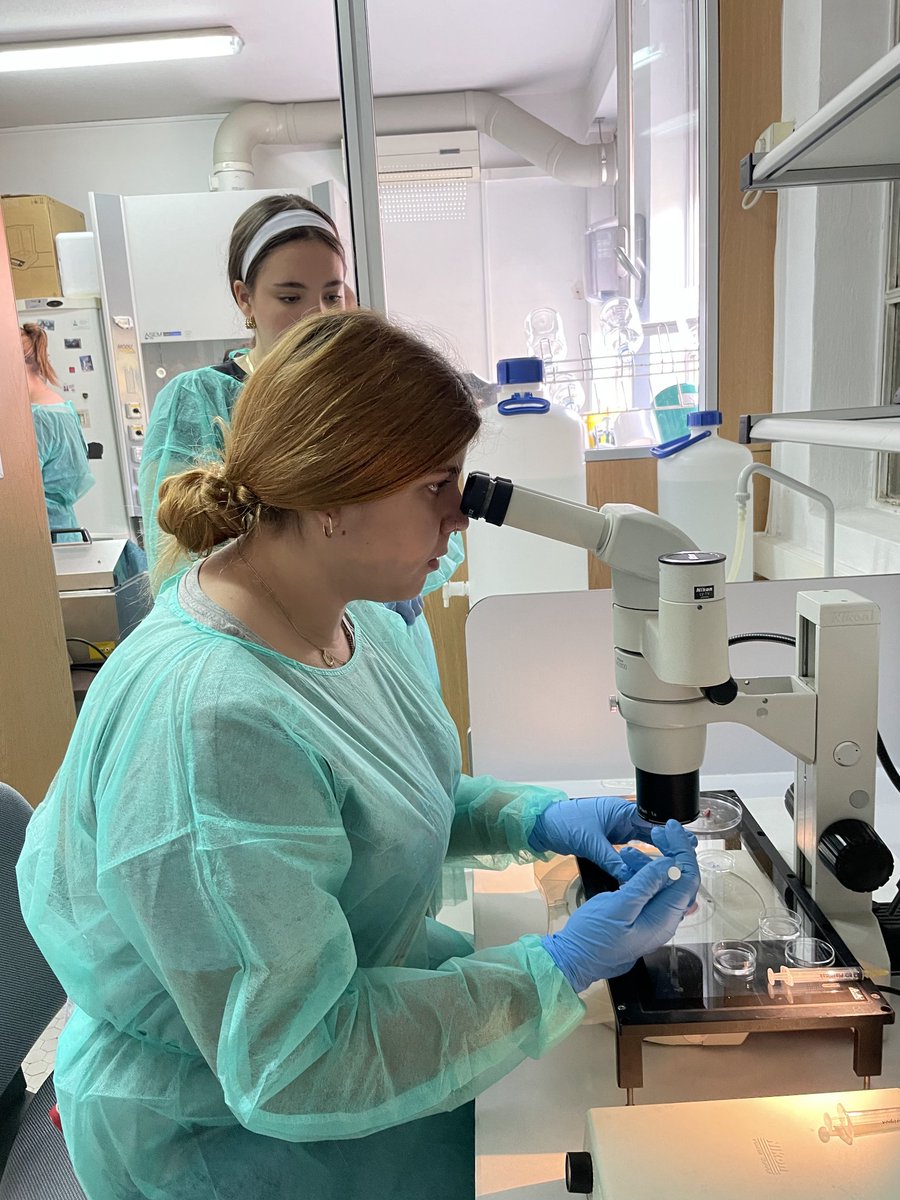 UdcVet's tweet photo. 📢 Hoy se ha realizado, en @veterinariaucm, la actividad "Ven a manipular gametos y embriones". Los participantes han aprendido mucho de gametos y embriones, así como de técnicas de reproducción asistida para la mejora de fertilidad, producción animal, etc.
#SemanaCienciaVetUCM24 https://t.co/JvaVwKy2sD