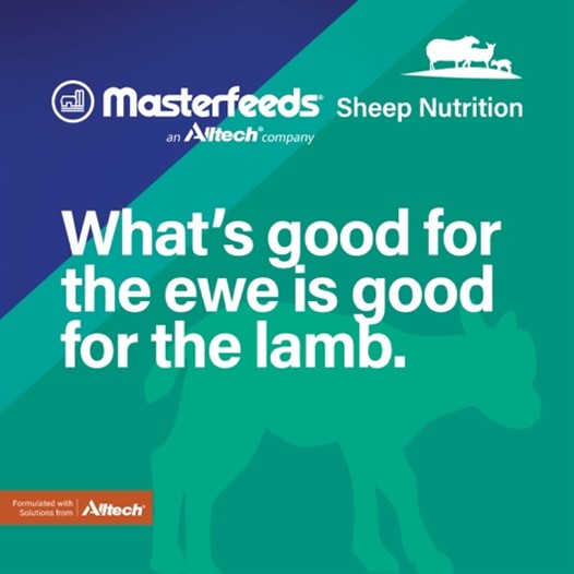 Providing pregnant ewes with a balanced and nutritious diet during pregnancy is key to producing healthy lambs. Adequate nutrition is crucial for the ewe’s health and the development of strong lambs. It is important to monitor body condition score (BCS) of ewes through pregnancy.