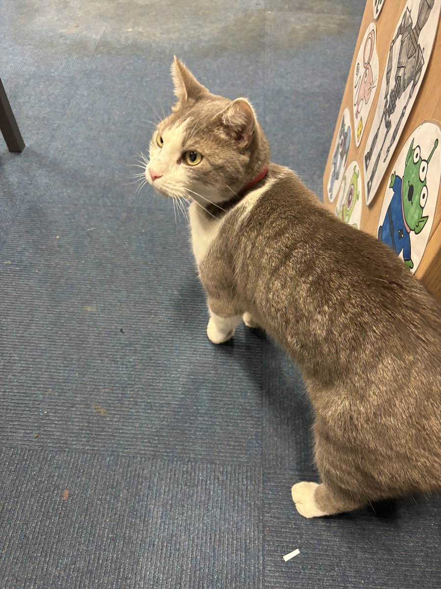 Barber classroom had an unexpected visitor this evening! 😸