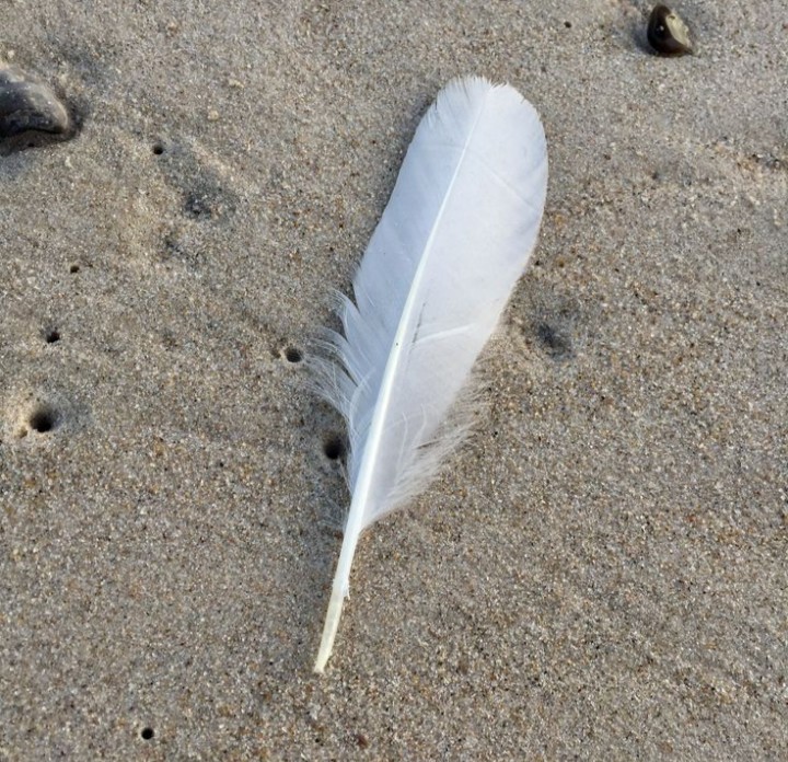... El peso de una pluma de paz es mejor que el peso del hierro de la victoria ...

~ Sentencia árabe