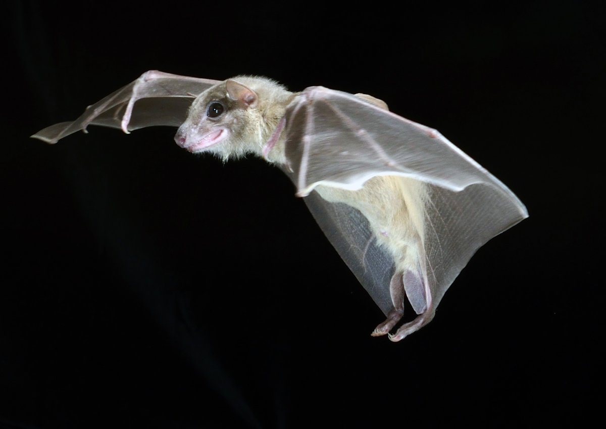 The Bat Lab (@yovelbatlab) on Twitter photo Onboard Sensors Reveal New Insights into Animal Decision-Making
annualreviews.org/content/journaā¦
Fascinating dive into decision-making research in the wild using advanced technology from our lab by <a href="/AyaGoldshtein/">Aya Goldshtein</a>
Photo by Brock Fenton Onboard Sensors Reveal New Insights into Animal Decision-Making
annualreviews.org/content/journaā¦
Fascinating dive into decision-making research in the wild using advanced technology from our lab by <a href="/AyaGoldshtein/">Aya Goldshtein</a>
Photo by Brock Fenton