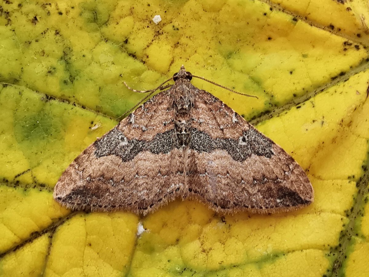 A lovely late addition to the CMO garden list as the 2024 mothing year begins to draw to a close ~ our 1st Gem (&amp; only the 4th for TG04). Neither of us expected this migrant moth in early November but there it was. Perhaps the last NFG of the year but you never know!
#cleymothobs